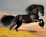tablou Arab horse