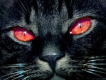 tablou Black cat