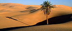 tablou Desert