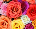 tablou Flower bunch