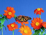 tablou Flower butterfly