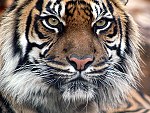 tablou Indian tiger