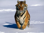 tablou Siberian tiger