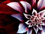 tablou Flower enigma