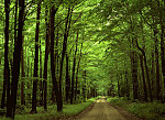 tablou Beautiful nature