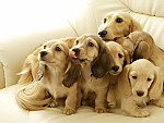 tablou Puppies