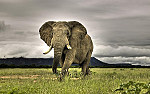 tablou Elefant