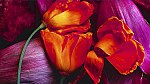 tablou Flori