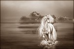 tablou Cal sepia