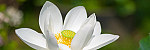 tablou Panorama Lotus 1