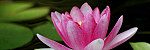 tablou Panorama Lotus 2