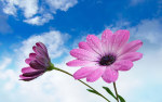 tablou Purple flower (1)